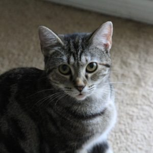 Princess Photo Pic