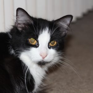 Fluffy feral cat