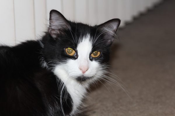 Fluffy feral cat