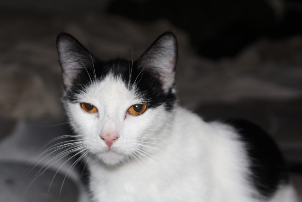 Dora Feral cat 2