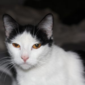 Dora Feral cat 2