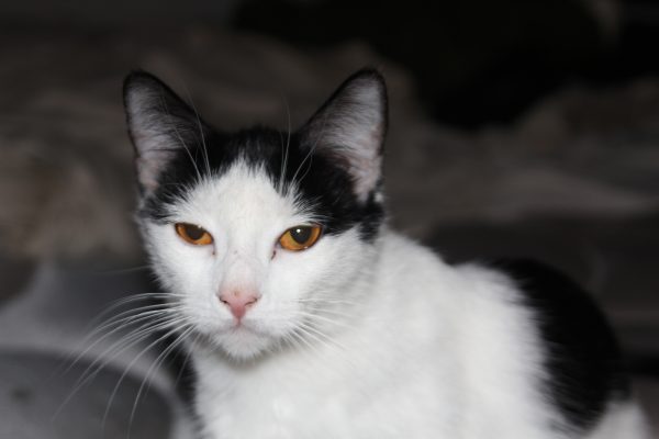 Dora Feral cat 2
