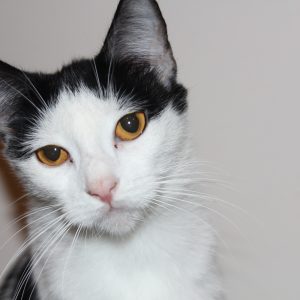 Dora Feral cat 3