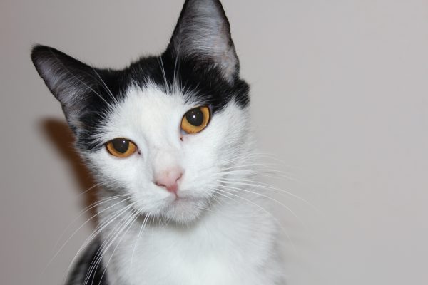 Dora Feral cat 3